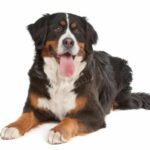 Bernský salašnícky pes, ideálny rodinný chlpáč - vzhľad, charakter, výživa a starostlivosť