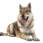 Československý vlčiak, pes v tele vlka - vzhľad, charakter, výživa a starostlivosť