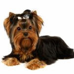 Yorkshírsky teriér, malý veľký pes - charakteristika, vzhľad, výživa a starostlivosť
