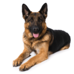 Nemecký ovčiak, všestranný psí pomocník - vzhľad, povaha, výživa a starostlivosť