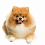 Nemecký špic trpasličí / Pomeranian, živý plyšový kamarát - vzhľad, charakter, výživa a starostlivosť