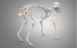 dysplázia bedrových kĺbov a dysplázia lakťových kĺbov (ilustrácia)
