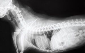 Rontgenový snímok kolapsu priedušnice u psa 