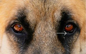 Pes s defektom vychlípenia viečka na pravom oku
