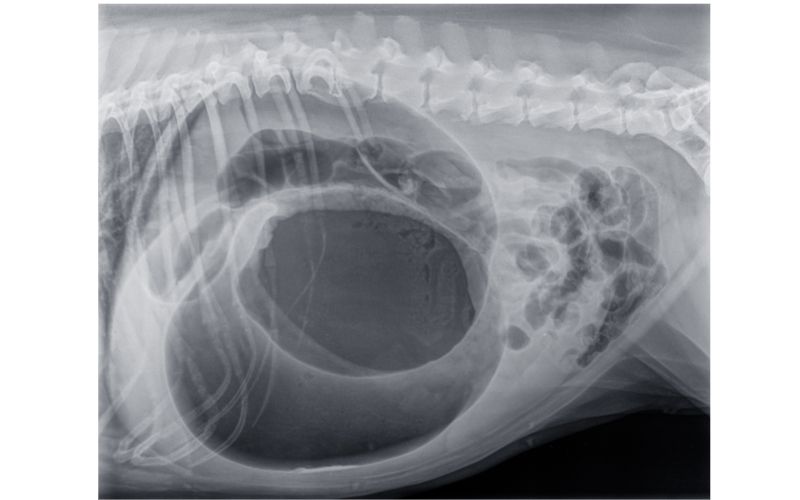 RTG snímok - Torzia a dilatácia žalúdka u veľkého plemena psa s nahromadením veľkého množstva plynu v žalúdku