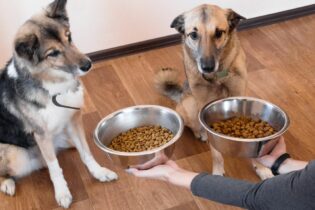 Kvalitná strava pre psa - granule v miskách, na ktoré čakajú dva hladné psy
