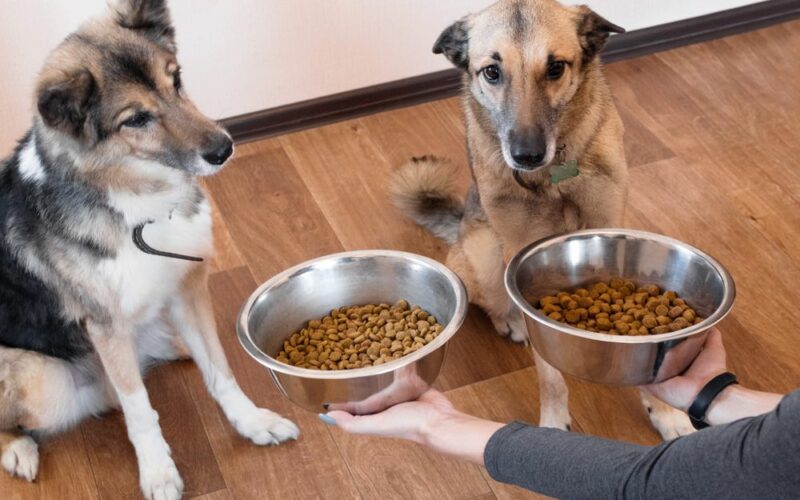 Kvalitná strava pre psa - granule v miskách, na ktoré čakajú dva hladné psy