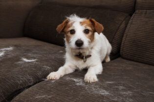 Ako sa zbaviť zvieracích chlpov v domácnosti - ilustračný obrázok: malý Jack Russel teriér na gauči, plus chlpy