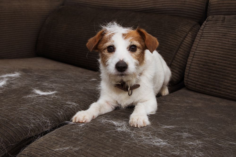 Ako sa zbaviť zvieracích chlpov v domácnosti - ilustračný obrázok: malý Jack Russel teriér na gauči, plus chlpy